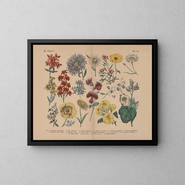 Manuel de botanique pratique en mots et en images Pl56 - Carl Hoffmann — framed artwork on a wall