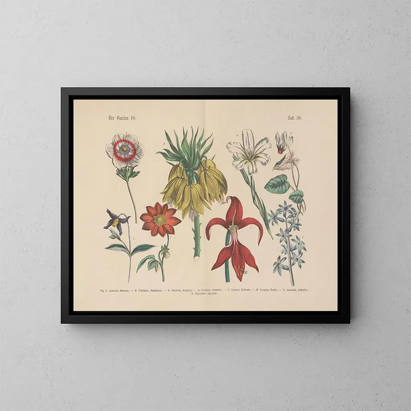 Manuel de botanique pratique en mots et en images Pl58 - Carl Hoffmann — framed artwork on a wall