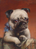 Jonge Franse Bulldog - Carl Reichert — weergave van het kunstwerk