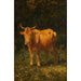 Cow color bread - Carl Rudolf Huber — artwork view