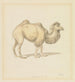 Russian Camel Painting - Samuel Howitt — artwork view