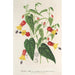 Reproductie van het schilderij Abutilon vexillarium - Charles Antoine Lemaire