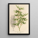 Acer palmatum crispum - Charles Antoine Lemaire — ingelijst kunstwerk aan de muur