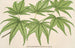 Acer palmatum reticulatum - Charles Antoine Lemaire — weergave van het kunstwerk