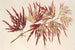 Acer polymorphum palmatum - Charles Antoine Lemaire — weergave van het kunstwerk