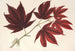 Acer polymorphum palmatum sanguineum - Charles Antoine Lemaire — weergave van het kunstwerk