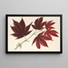 Acer polymorphum palmatum sanguineum - Charles Antoine Lemaire — ingelijst kunstwerk aan de muur
