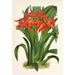 Ada aurantiaca - Charles Antoine Lemaire — weergave van het kunstwerk