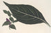 Adelaster albivenis - Charles Antoine Lemaire — weergave van het kunstwerk