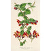 Aeschynanthus tricolor - Charles Antoine Lemaire — weergave van het kunstwerk