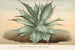 Agave Verschaffelti - Charles Antoine Lemaire — weergave van het kunstwerk