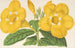 Allamanda Hendersoni - Charles Antoine Lemaire — weergave van het kunstwerk