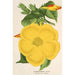 Allamanda nobilis - Charles Antoine Lemaire — weergave van het kunstwerk