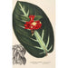 Reproductie van het schilderij Alloplectus vittatus - Charles Antoine Lemaire