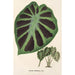 Alocasia Jenningsii - Charles Antoine Lemaire — weergave van het kunstwerk