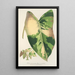 Reproductie van het schilderij Alocasia macrorrhiza var foliis variegatis - Charles Antoine Lemaire