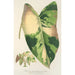 Reproductie van het schilderij Alocasia macrorrhiza var foliis variegatis - Charles Antoine Lemaire
