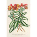 Alstroemeria argentovittata - Charles Antoine Lemaire — weergave van het kunstwerk