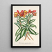 Alstroemeria argentovittata - Charles Antoine Lemaire — ingelijst kunstwerk aan de muur
