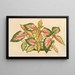 van Alternanthera amabilis tricolor - Charles Antoine Lemaire — ingelijst kunstwerk aan de muur