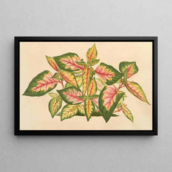 Charles Antoine Lemaire - Alternanthera amabilis tricolor.webp