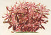 Alternanthera spathulata - Charles Antoine Lemaire — weergave van het kunstwerk