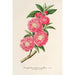 Amygdalus persica roseiflora - Charles Antoine Lemaire — weergave van het kunstwerk