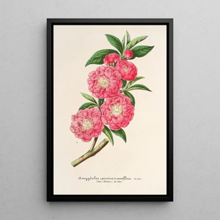 Charles Antoine Lemaire - Amygdalus persica roaeflora.webp
