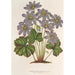 Anemone Hepatica angulosa - Charles Antoine Lemaire — weergave van het kunstwerk