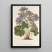 Anemone Hepatica angulosa - Charles Antoine Lemaire — ingelijst kunstwerk aan de muur