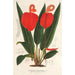 Anthurium Scherzerianum - Charles Antoine Lemaire — weergave van het kunstwerk