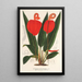 Anthurium Scherzerianum - Charles Antoine Lemaire — ingelijst kunstwerk aan de muur