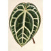 Reproductie van het schilderij Anthurium crystallinum - Charles Antoine Lemaire