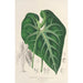 Anthurium leuconeurum - Charles Antoine Lemaire — weergave van het kunstwerk