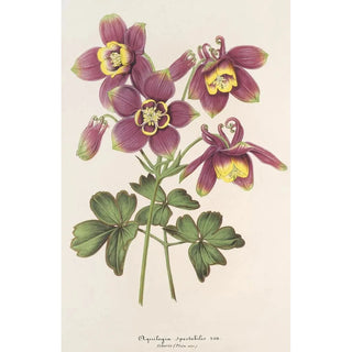Charles Antoine Lemaire - Aquilegia spectabilis.webp