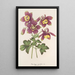 Aquilegia spectabilis - Charles Antoine Lemaire | Schilderij — ingelijst kunstwerk aan de muur