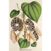 Aristolochia Duchartrei - Charles Antoine Lemaire — weergave van het kunstwerk