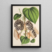 Aristolochia Duchartrei - Charles Antoine Lemaire — ingelijst kunstwerk aan de muur