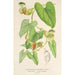 Reproductie van het schilderij Aristolochia barbata - Charles Antoine Lemaire