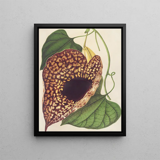 Charles Antoine Lemaire - Aristolochia cordiflora.webp