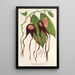 Reproductie van het schilderij Aristolochia tricaudata - Charles Antoine Lemaire