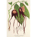 Reproductie van het schilderij Aristolochia tricaudata - Charles Antoine Lemaire