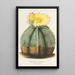Reproductie van het schilderij Astrophytum myriostigma - Charles Antoine Lemaire