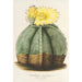 Reproductie van het schilderij Astrophytum myriostigma - Charles Antoine Lemaire