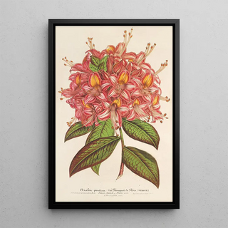 Charles Antoine Lemaire - Azala Bouquet de Flore Hort Versch.webp