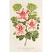 Azalea indica Duc d'Aremberg - Charles Antoine Lemaire — weergave van het kunstwerk