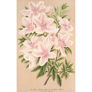 Charles Antoine Lemaire - Azalea indica Grande Duchesse Helene.webp
