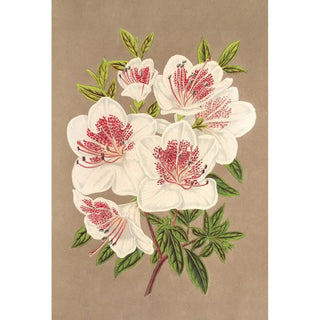 Charles Antoine Lemaire - Azalea indica Reine des PaysBas.webp