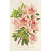 Azalée indica hybrida Charles Enke - Charles Antoine Lemaire — weergave van het kunstwerk
