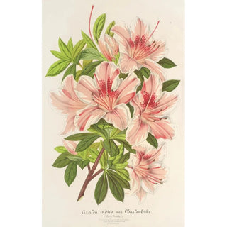 Charles Antoine Lemaire - Azalea indica hybrida Charles Enke.webp
